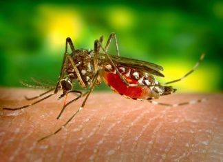 Co stosować na ukąszenia komarów? Poznaj domowe i apteczne środki łagodzące!